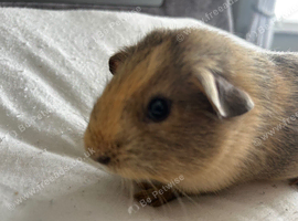 Female baby guinea pigs - ready to leave