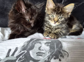SIBLINGS BOY AND GIRL