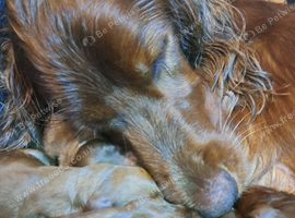 Stunning puppies for sale