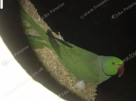 Breeding pair Indian ringnecks