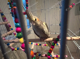 Cinnamon male cockatiel for sale