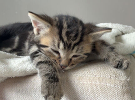 3 tabby&rsquo;s ready in 2 weeks