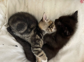 1 boy left need home