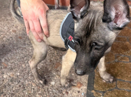 11 week old puppy