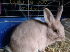 16wk old cream/ caramel coloured buck