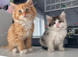 Adorable kittens