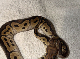 Clown Royal Python &ndash; &pound;50