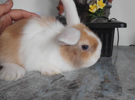 Baby lops