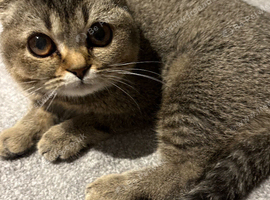Chinchilla Scottish fold for re-homing