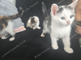 Kitten