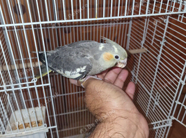 Hand rear cockatiel