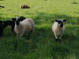 Ewe hogs all born 2025