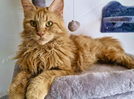 Red female Maine coon Queen