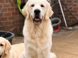 11 month male Golden Retriever