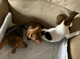 Minature Jack Russell puppys