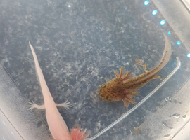 Baby axolotls