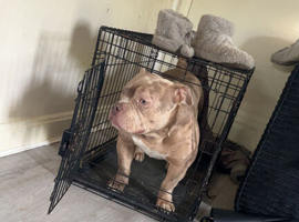 Male 8 month pocket bully
