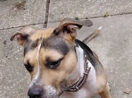 Staffie Cross looking for the best 4ever home