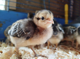 Cream legbar chick's Hens
