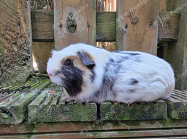 Pair of bonded guinea pigs - cage also available