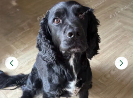 Neuter male cocker spaniel