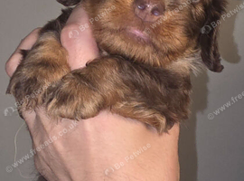 Wired Haired - Long Haired Dachshund Puppies