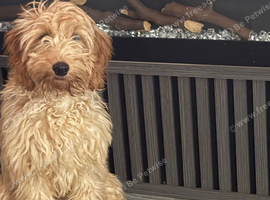 F1 cavapoo 19 weeks old