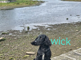 Male cocker spaniel