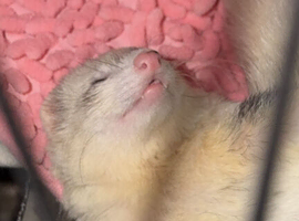 Jill ferret