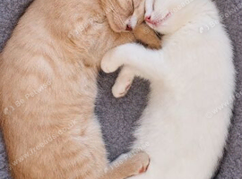 Pure White Girl and Apricot/Cinnamon Boy