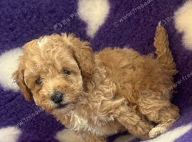Beautiful tiny cockapoo girl