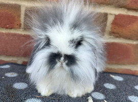 vaccinated mini lion lop boy
