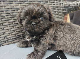 NOW ready for a new home Imperial Shih Tzu