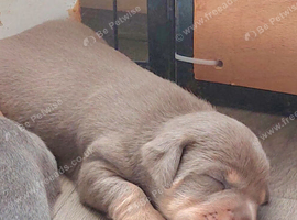 LILAC/BLUE and TAN JACK RUSSELL PUPPIES