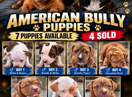 American Bully Puppies for sale