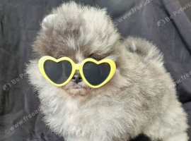 CHIAO LI YA plush merle beautiful lineage pomeranian