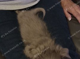 Little boy Imperial shih tzu