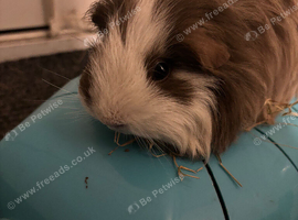 Female guinea pig available