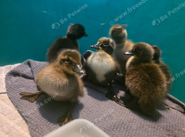 6 Runner Ducklings for sale / seperate 1 Runner Drake for Sale