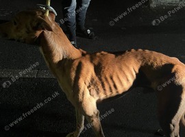 Suluki whippet grey