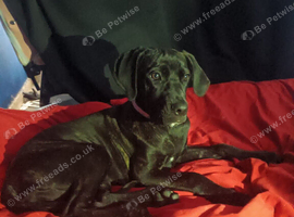 Female cane corso