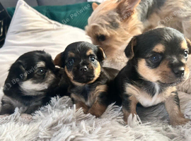 Beautiful Chorkie Puppies
