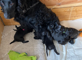 Sprocker spaniels puppies