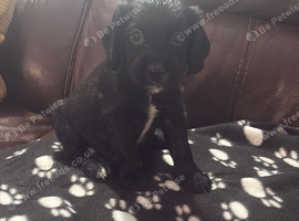 One lovely cocker spaniel boy left