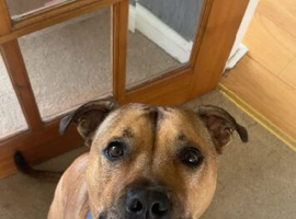 Staffy cross, Boy