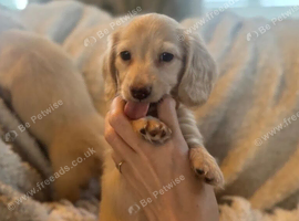 Miniature Dachshund Puppies