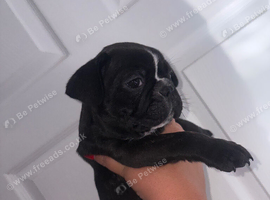 French bulldog puppy's
