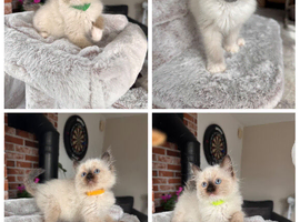 Beautiful Ragdoll Kittens Ready Now.