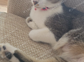 Kittens forsale