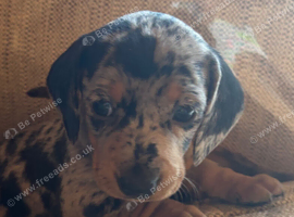 3 beautiful baby girl dash hound